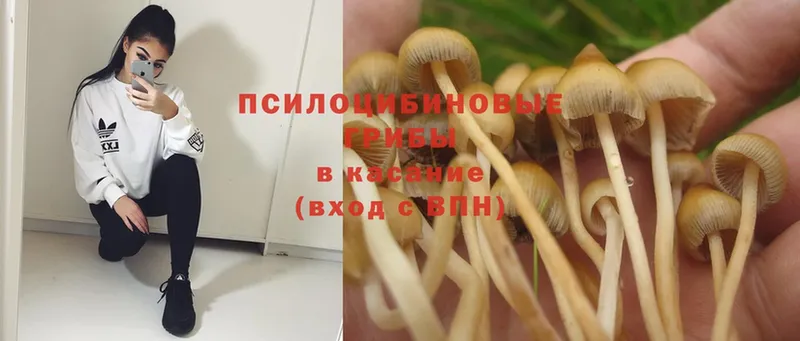 купить закладку  Галич  Псилоцибиновые грибы MAGIC MUSHROOMS 