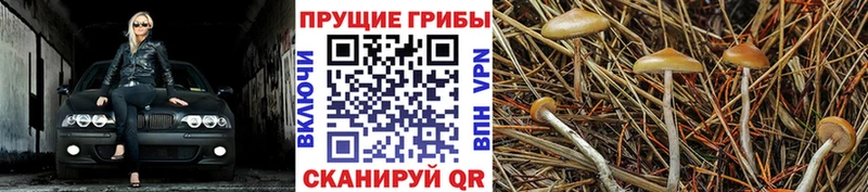 купить   mega как войти  Галлюциногенные грибы GOLDEN TEACHER  Галич 